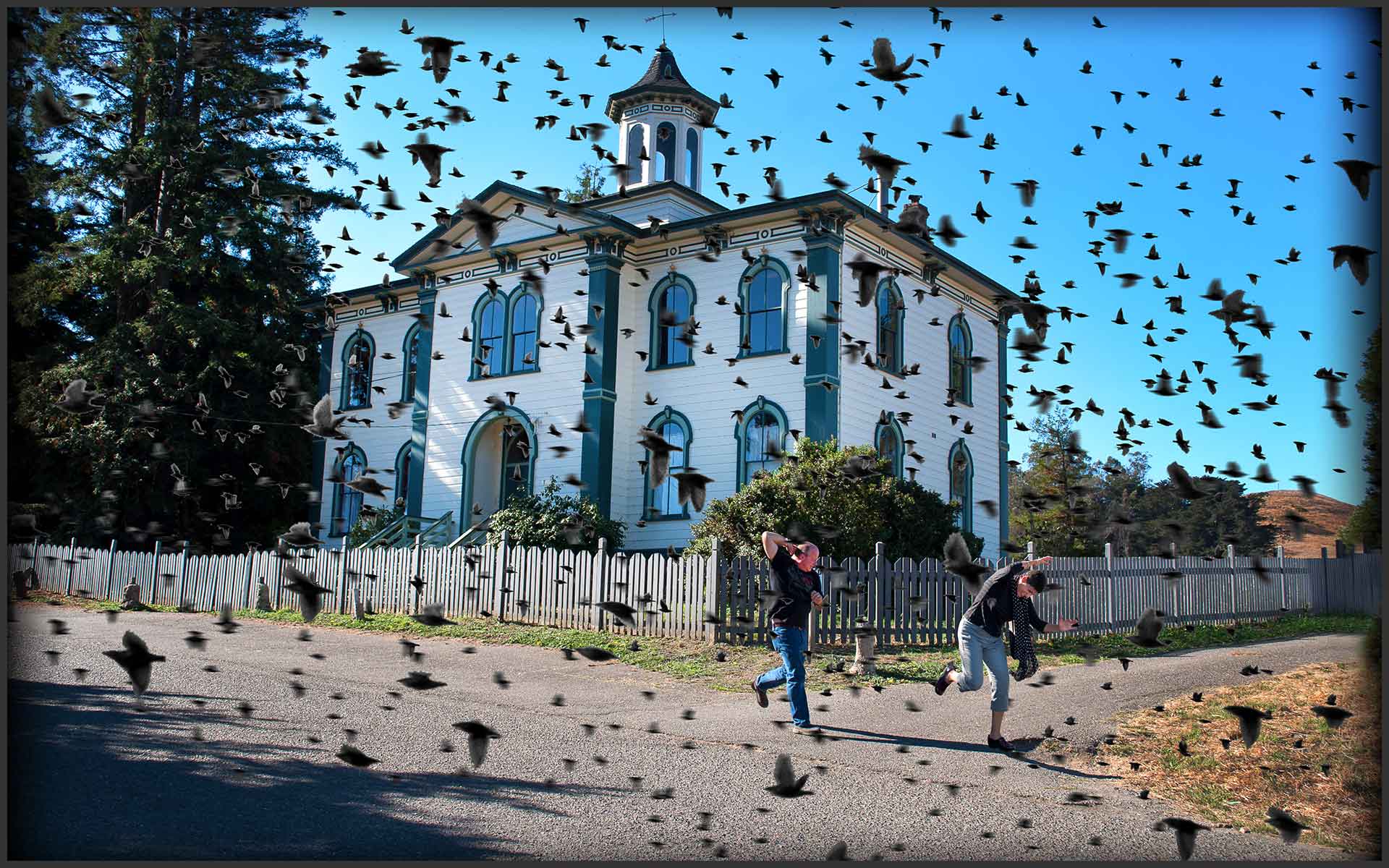 Hitchcock's The Birds in Bodega Bay