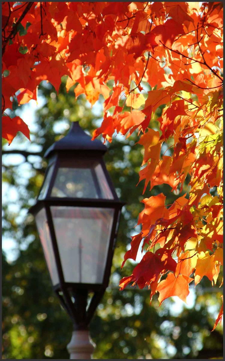 Jacksonville Street Lamp