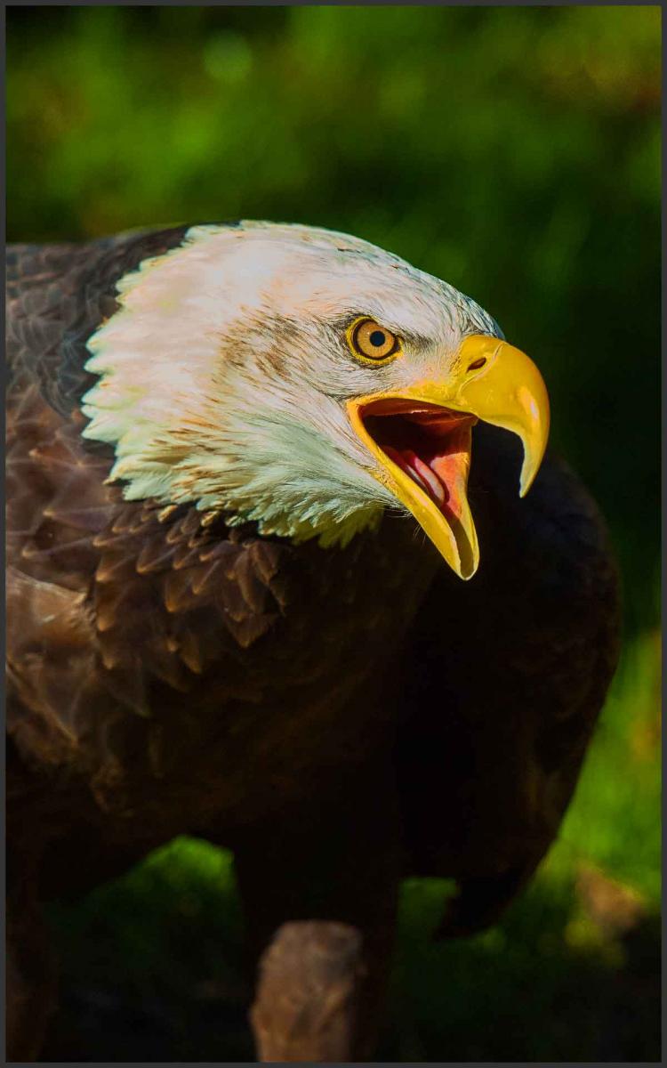 American Bald Eagle