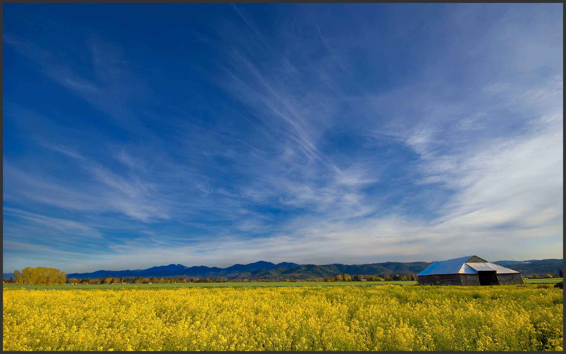 Mustard Field in the Rogue Valley