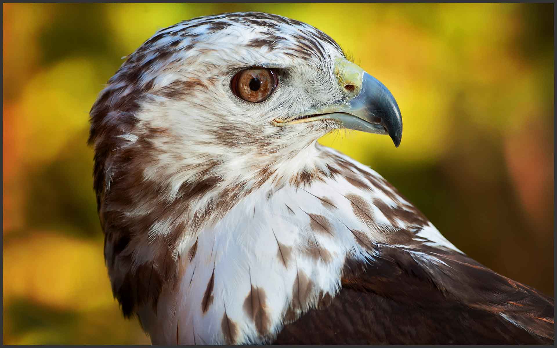 Falcon