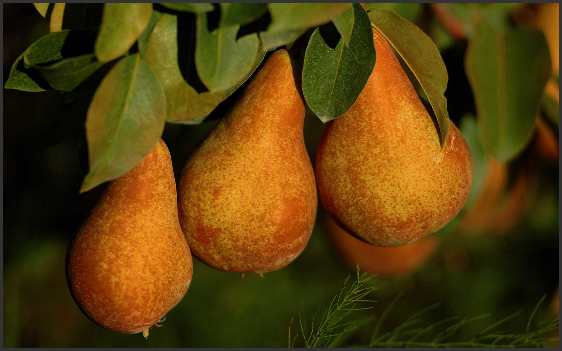 A Trio of Pears