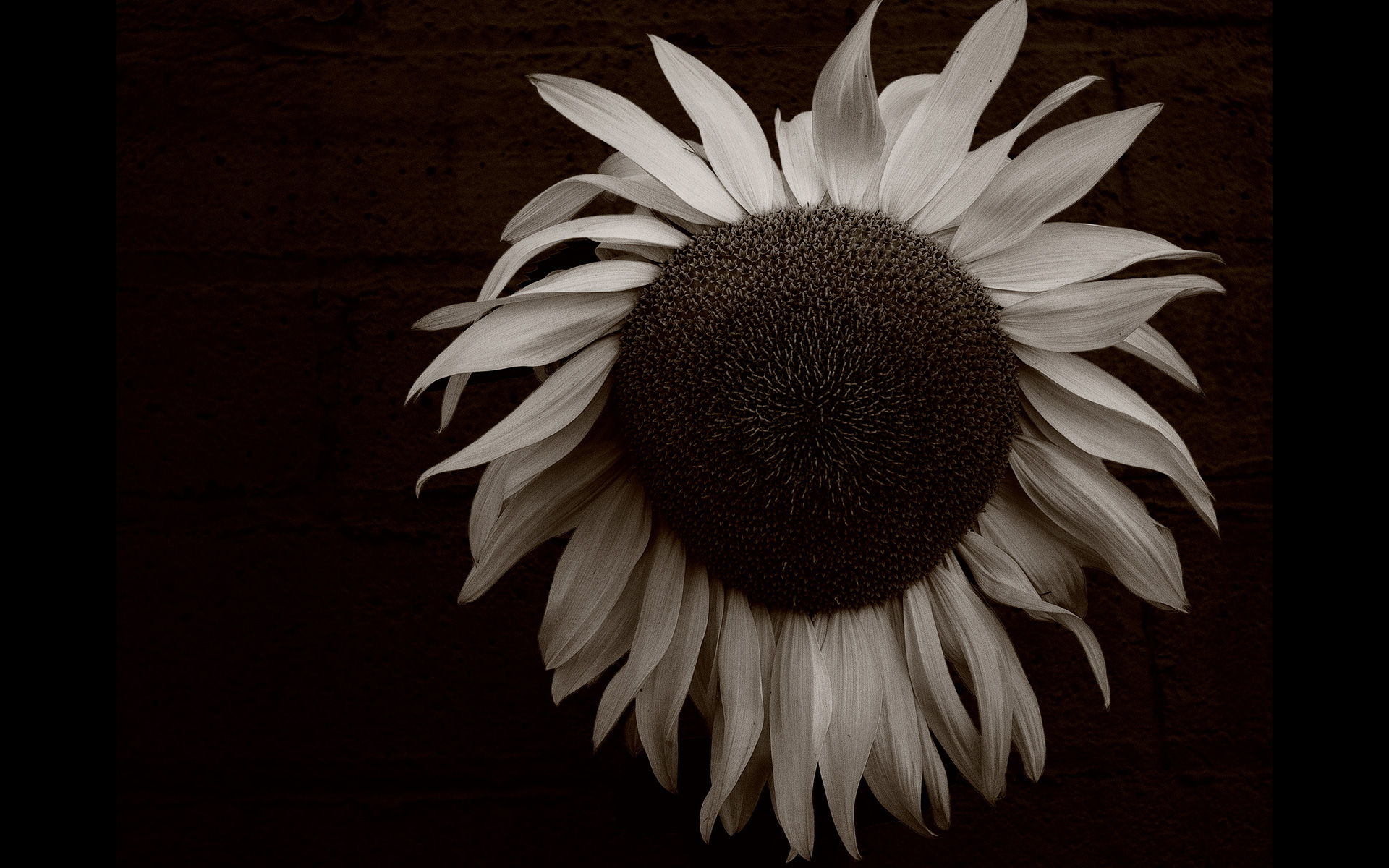 client: sunflower